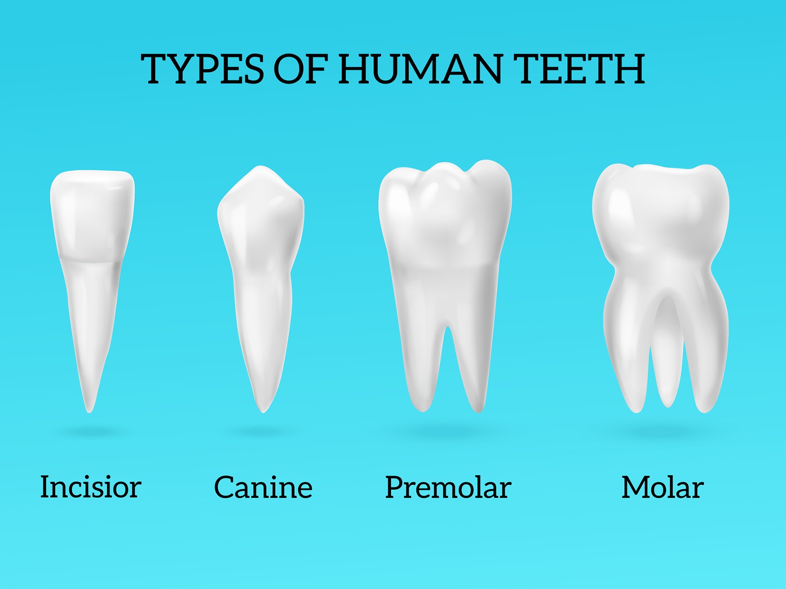 4 Types Of Teeth In Humans